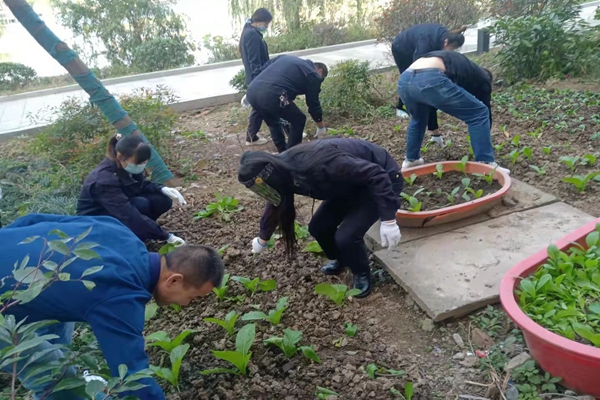 清除亂種“小菜園”.jpg